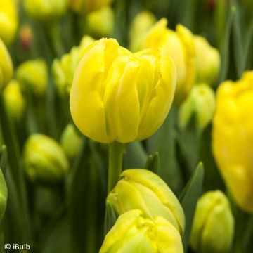 Tulipán Fosteriana Yellow Empress