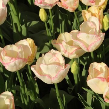 Tulipán multiflor Rosy bouquet