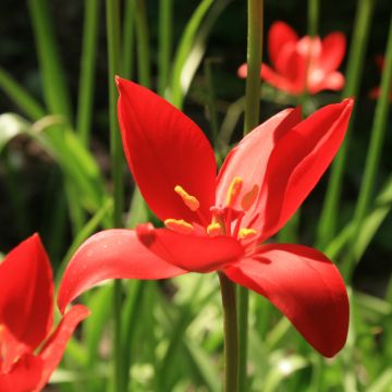 Tulipa sprengeri - Tulipan botánico