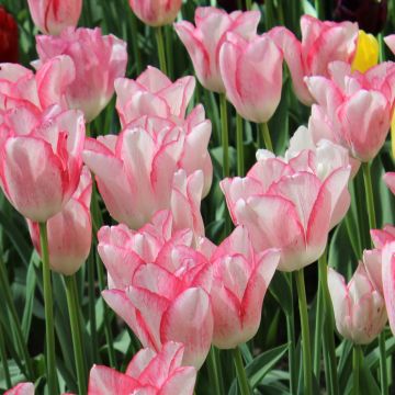 Tulipán Triunfo Beauty Trend