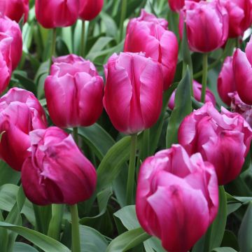 Tulipán Triunfo In Love