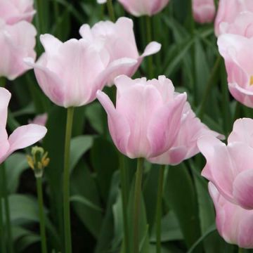 Tulipán Triunfo Bright Pink Lady