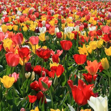Tulipán simple de flor tardía Mix