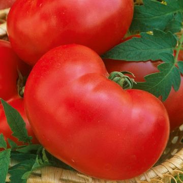 Tomate Faworyt