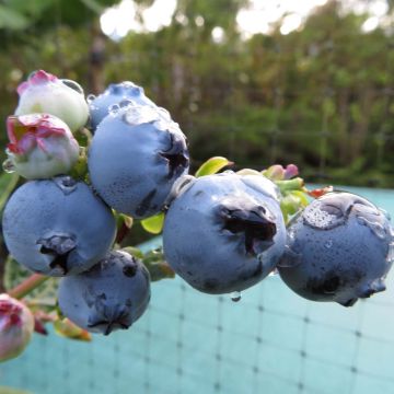 Arándano Hortblue Petite