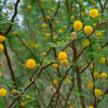 Vachellia farnesiana - Cassier