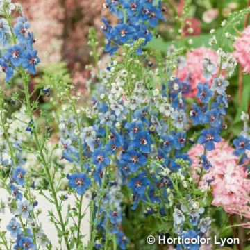 Verbascum Blue Lagoon