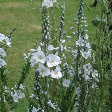 Veronica gentianoides Barbara Sherwood