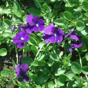 Viola cornuta Martin - Violeta