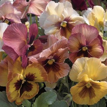 Viola Mariposa F1 Peach Shades - Violeta