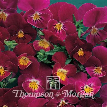 Viola Rose Shades - Violeta