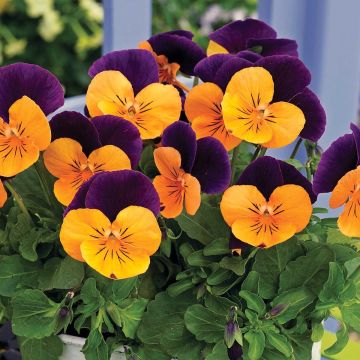 Viola cornuta Butterfly Orange and Purple - Violeta