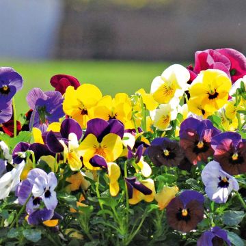 Viola cornuta Butterfly Mix - Violeta