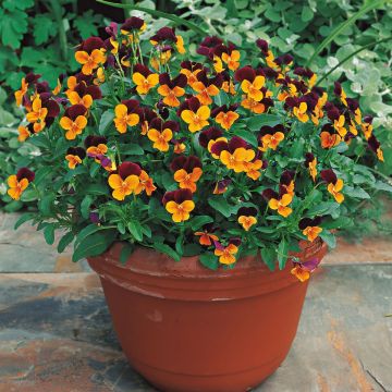 Viola cornuta Callisto F1 Orange Purple Wing - Violeta