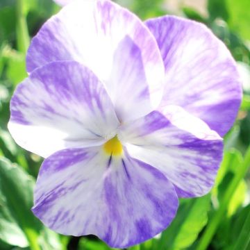 Viola cornuta Columbine - Violeta