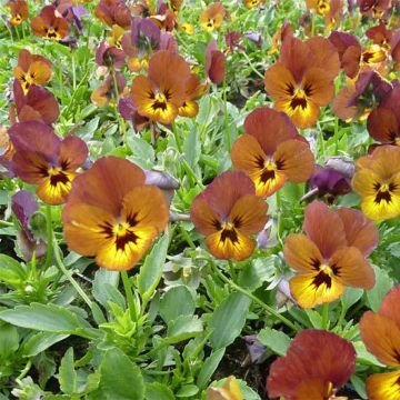 Viola cornuta Irish Molly - Violeta