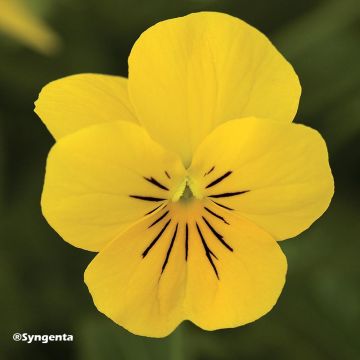 Viola cornuta F1 Penny Yellow - Violeta