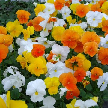 Viola cornuta F1 Prim Up Citrus Mix - Violeta