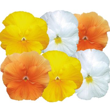 Viola cornuta F1 Prim Up Citrus Mix - Violeta