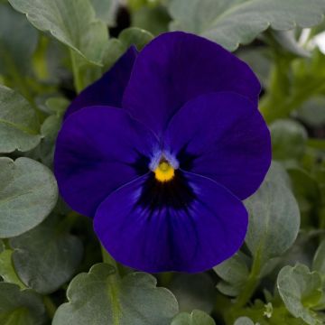 Viola cornuta Sorbet Xp F1 Blue Blotch - Violeta
