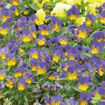 Viola cornuta Sorbet Xp Morpho - Violeta