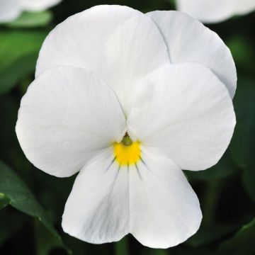Viola cornuta Sorbet Xp F1 White - Violeta