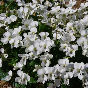 Viola sororia Albiflora - Violeta