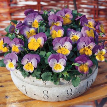 Viola Ultima Morpho F1 - Violeta