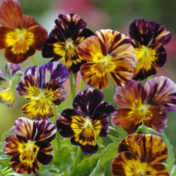 Viola Brush Strokes - Violeta