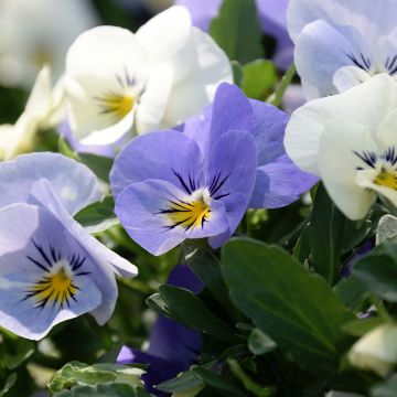 Viola Cool Wave Frost - Violeta