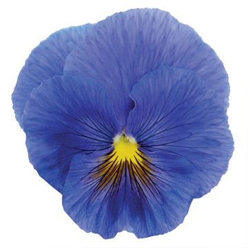 Viola True Blue - Violeta