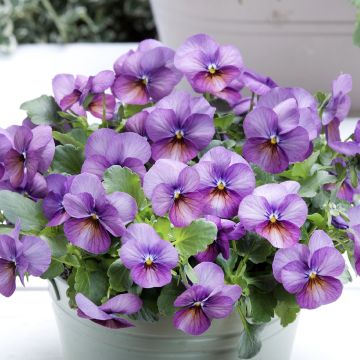 Viola cornuta Butterfly Violet antique - Violeta