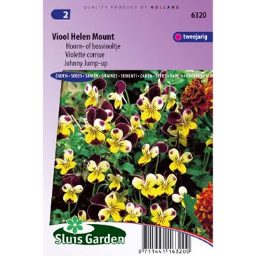 Viola Helen Mount - Violeta