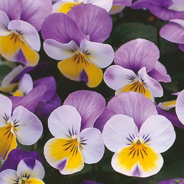 Viola cornuta F1 Kitty Surprise - Violeta