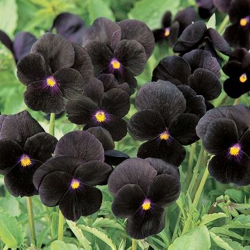 Viola cornuta F1 Sorbet Black Delight - Violeta