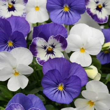 Viola cornuta Sorbet XP Blueberry Sundae - Violeta
