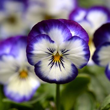 Viola cornuta Sorbet Xp Coconut Swirl - Violeta