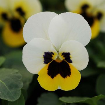 Viola cornuta Sorbet XP Lemon Ice Blotch - Violeta