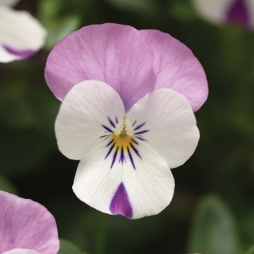 Viola cornuta Sorbet XP Pink Wing - Violeta
