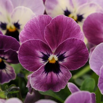 Viola cornuta Sorbet Xp Raspberry - Violeta