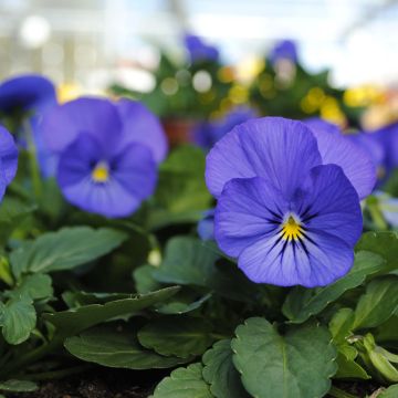 Viola cornuta Sorbet Xp True Blue - Violeta