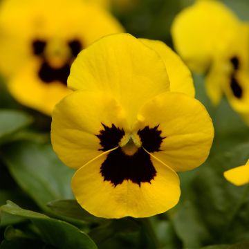 Viola cornuta Sorbet XP Yellow Blotch - Violeta