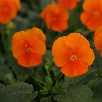 Viola cornuta Sorbet Xp Deep Orange - Violeta
