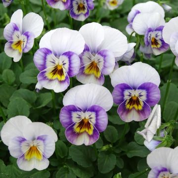 Viola cornuta Sorbet Xp Pink Halo - Violeta