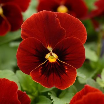 Viola cornuta Sorbet Xp Red - Violeta