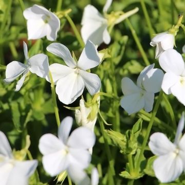 Viola cornuta Wisley White - Violeta