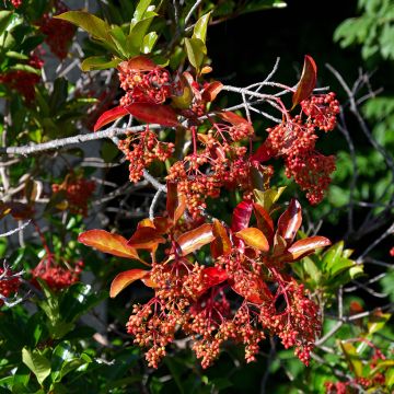 Viburnum odoratissimum - Viburno
