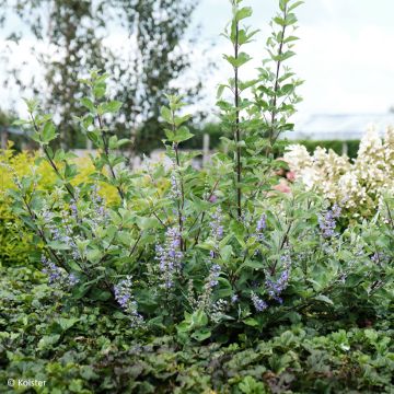 Vitex agnus-castus Chicagoland Blues - Sauzgatillo