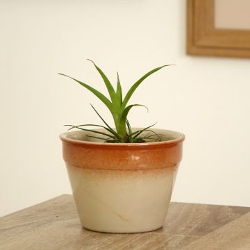 Vriesea Madonna