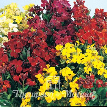 Erysimum cheiri Bedding Mixed - Alhelí